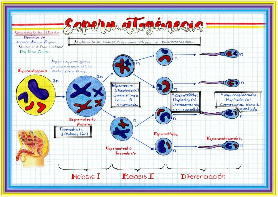 Espermatogenesis y ovogenesis