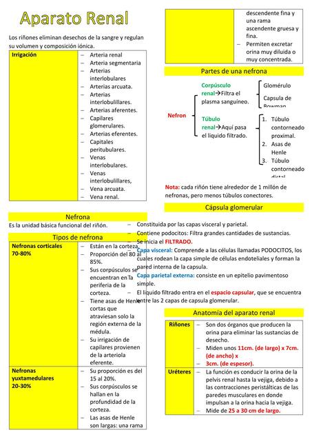 Aparato renal