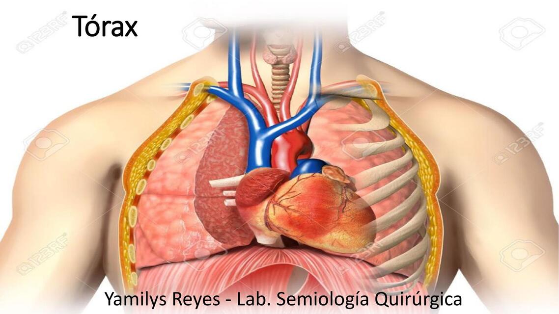 Diapositiva sobre Exposicion de Torax