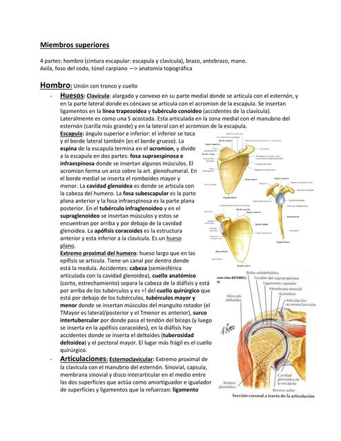 Miembros Superiores