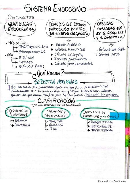 HISTOLOGIA DEL SISTEMA ENDOCRINO