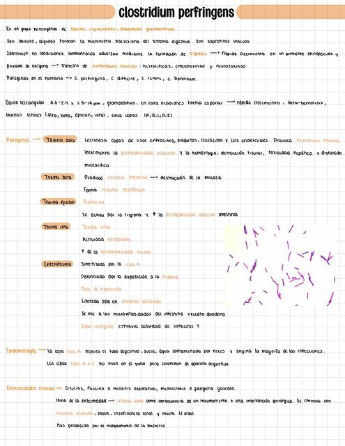 Bacterias resumen