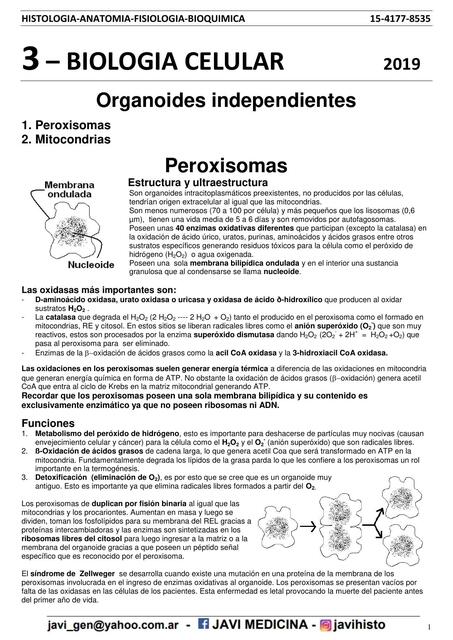 Organoides Independientes 