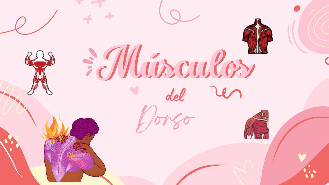 Músculos del Dorso