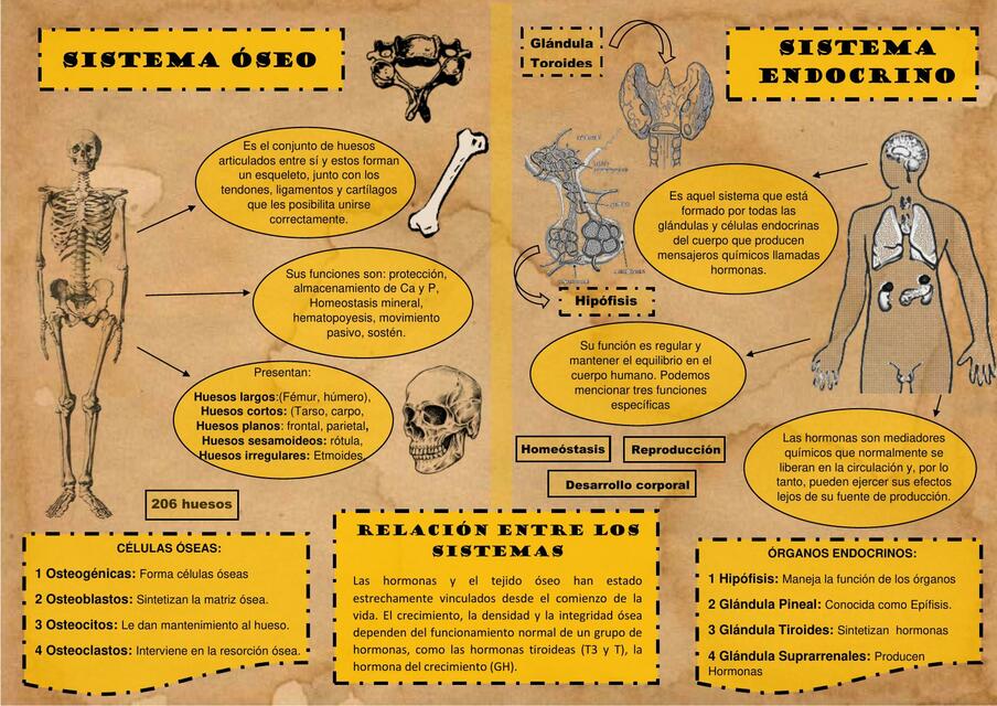 Sistema óseo y sistema endocrino