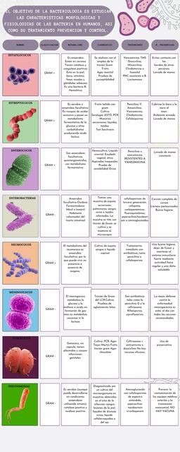 Cuadro comparativo de bacterias AMH