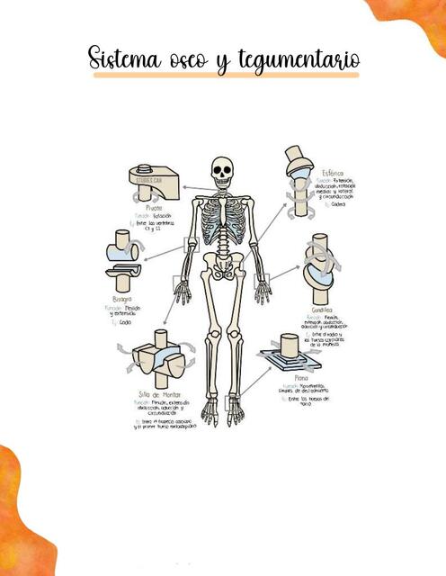 Sistema tegumentario y óseo