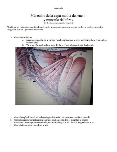 Músculos de la capa media del cuello y musculó del tórax  