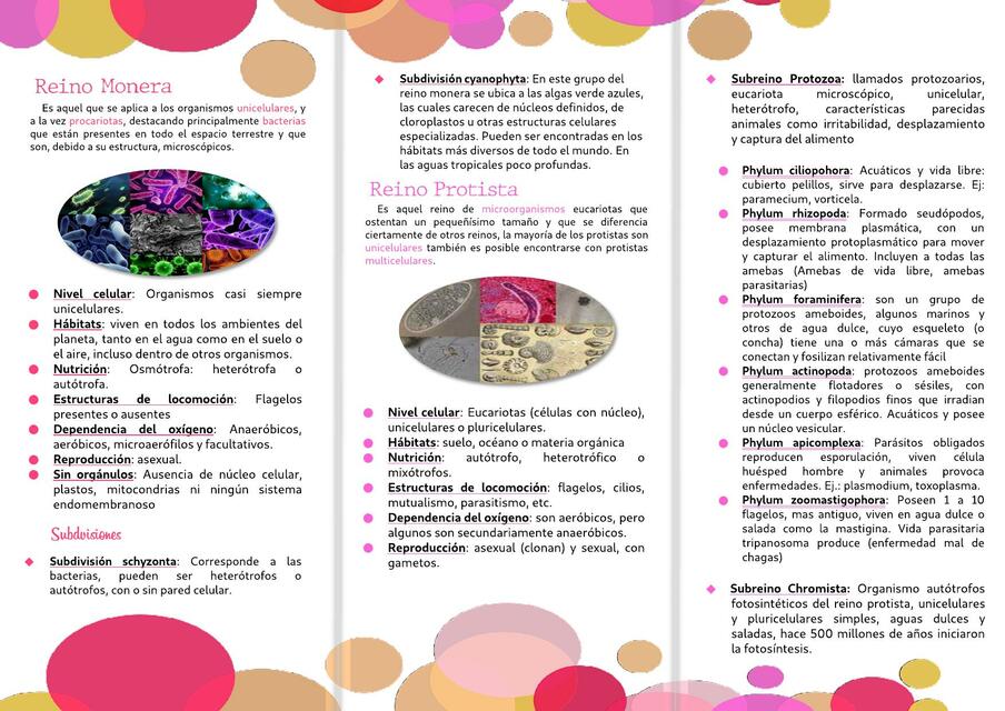 Reino Fungi, Protista y monera