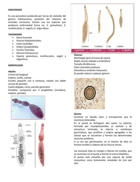 Hidatidosis