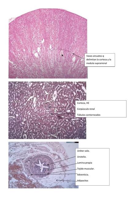 Tejidos de la clase de histologia de shm