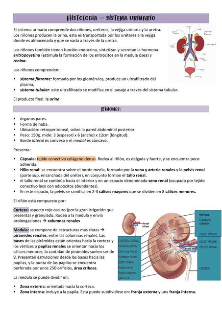 Histología sistema urinario shm