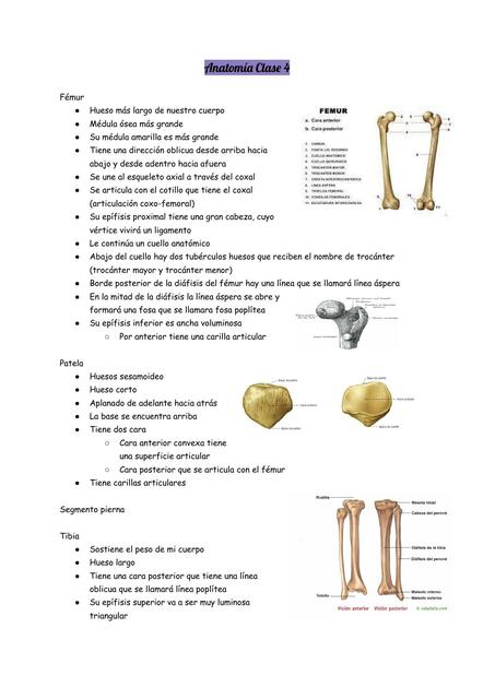 Anatomia clase 4