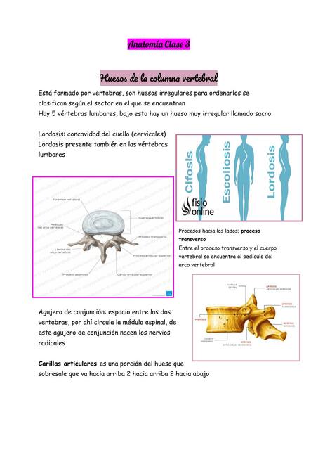 Huesos de la Columna Vertebral 