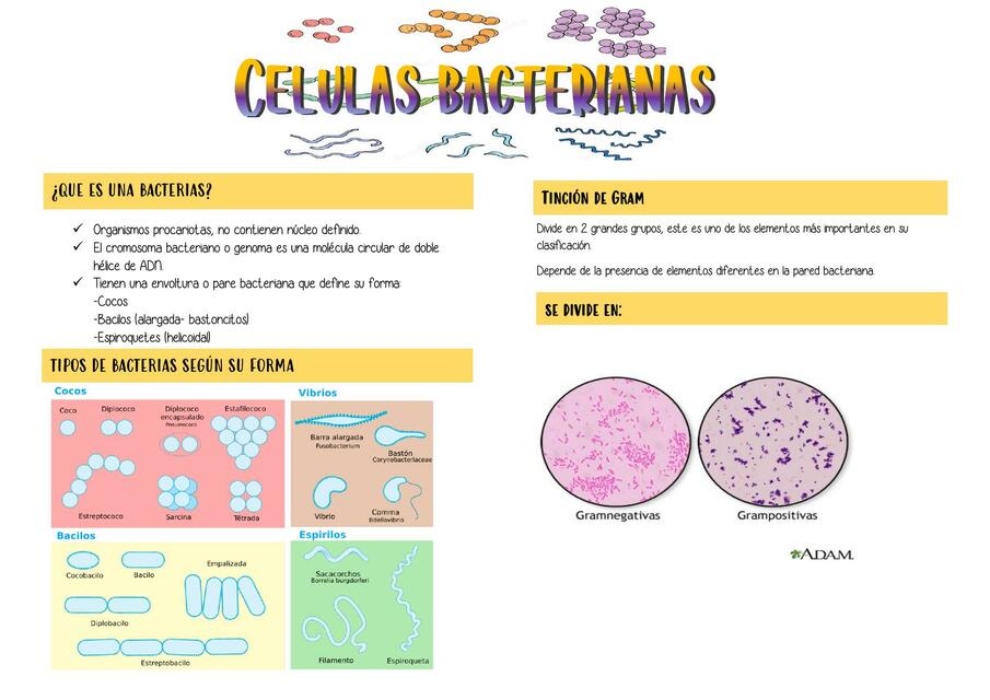 Células bacterianas 