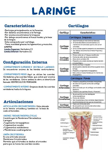 Anatomía de laringe