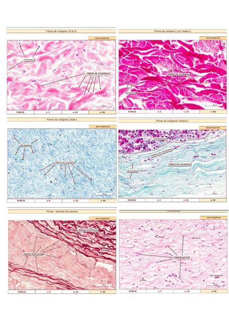 Histología tejidos de sostén