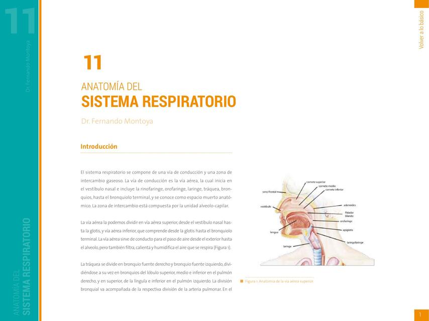 Anatomía del sistema respiratorio