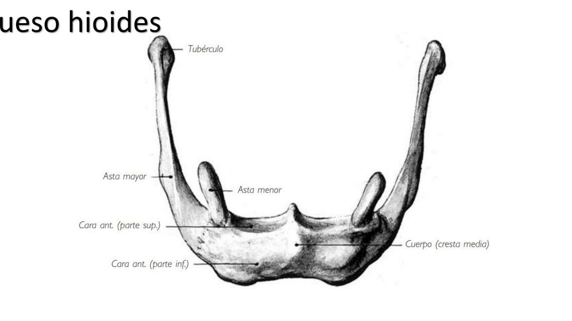 Huesos del cuello