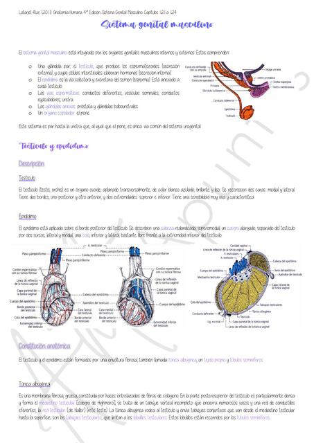 Sistema genital masculino