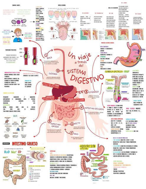 Sistema Digestivo 