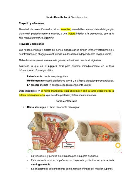 Nervio Mandibular Ana