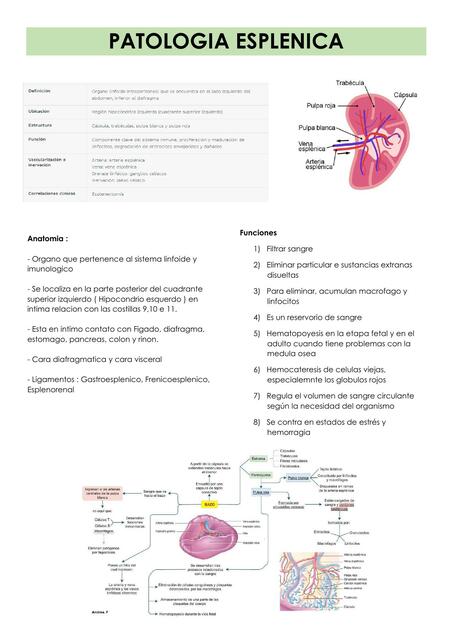 Patología esplenica