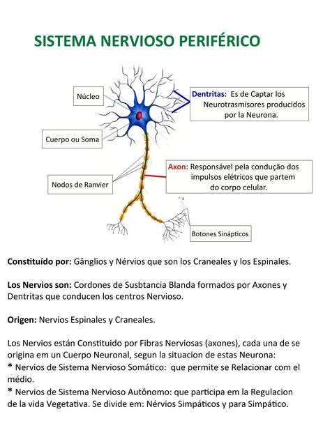 Sistema Respiratorio Periférico 