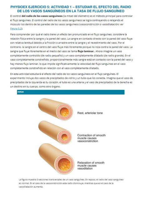 Efecto del Radio de los Vasos Sanguíneos en la Tasa de Flujo Sanguíneo 