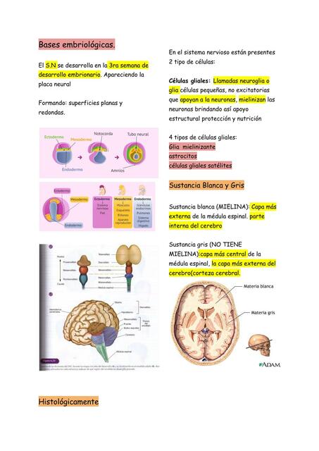 Bases embriológicas