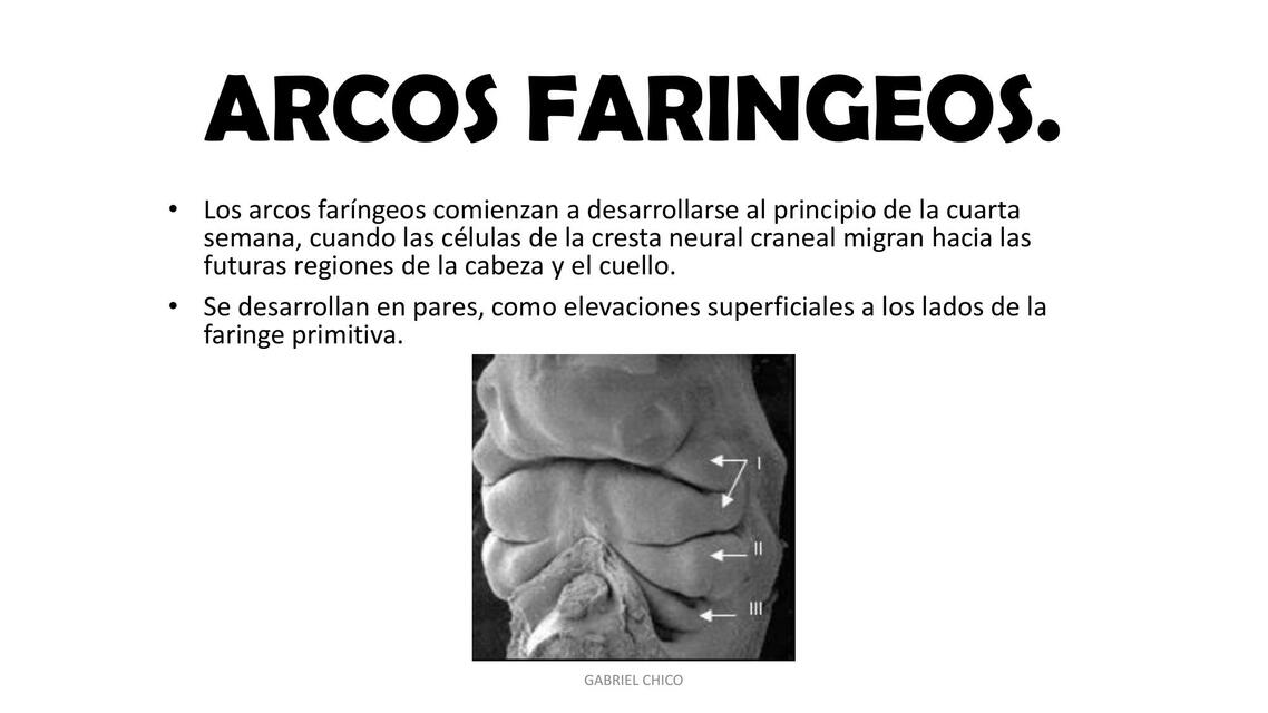 Arcos faríngeos