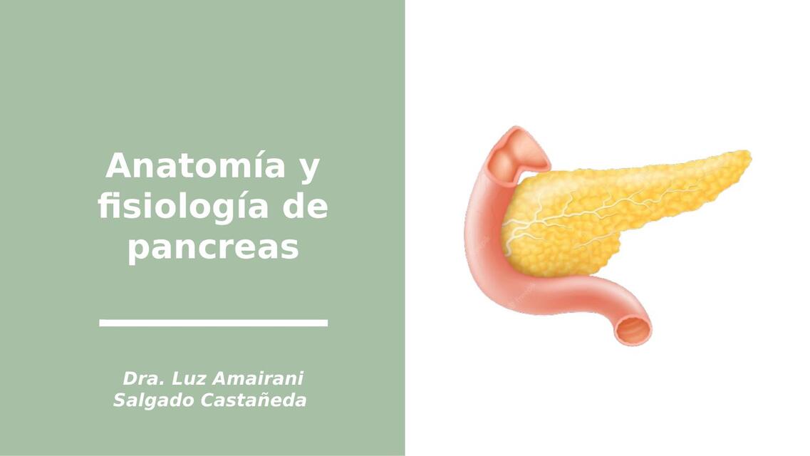 Anatomía fisiología Páncreas  