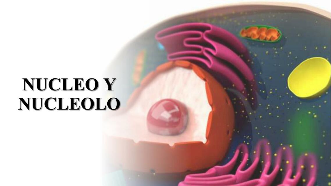 Núcleo y Nucléolo 