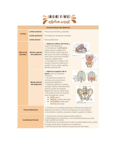 Cavidad Abdominal 