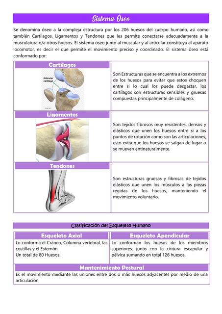 Sistema Óseo H Pelvis Torax