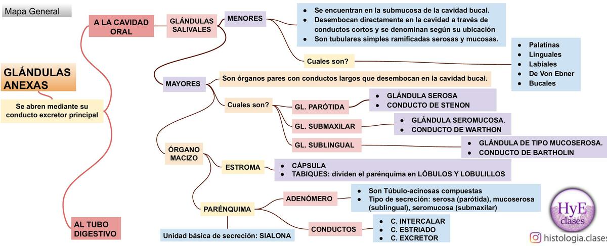 Glándulas salivales