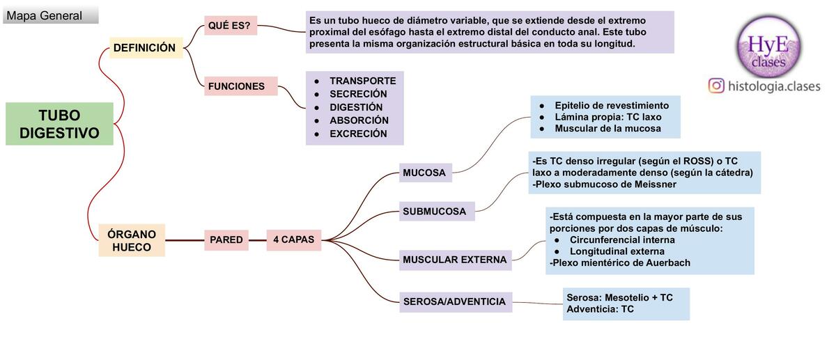 Mapa Mental Tubo digestivo