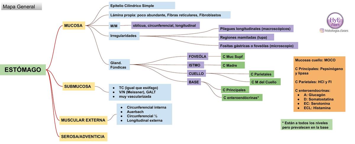 MAPA MENTAL ESTOMAGO