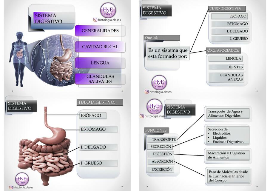 Sistema Digestivo 1 Histologia clases