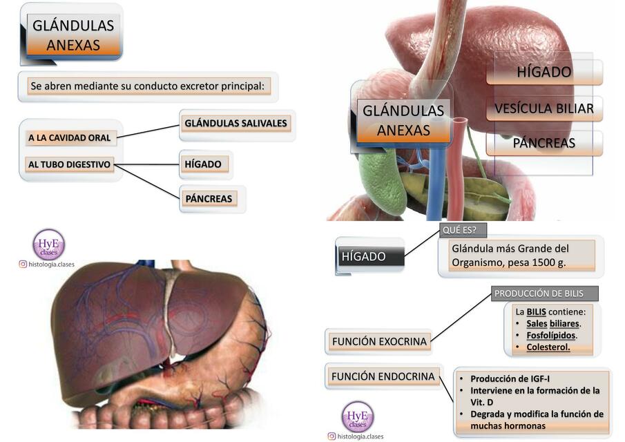 Glándulas anexas Histologia clases 1