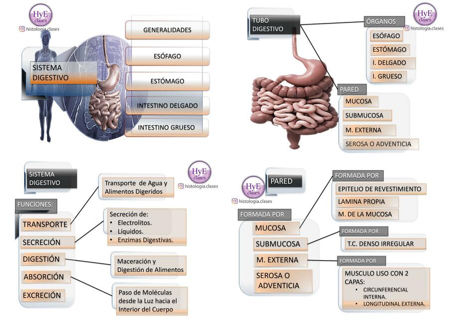 Sistema Digestivo 2 Histologia 