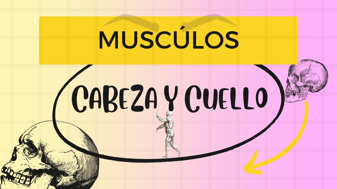 Muscúlos del cuello y la caveza