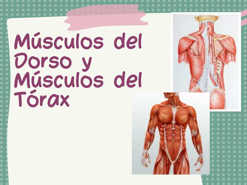 Musculos del Dorso y Musculos del Torax