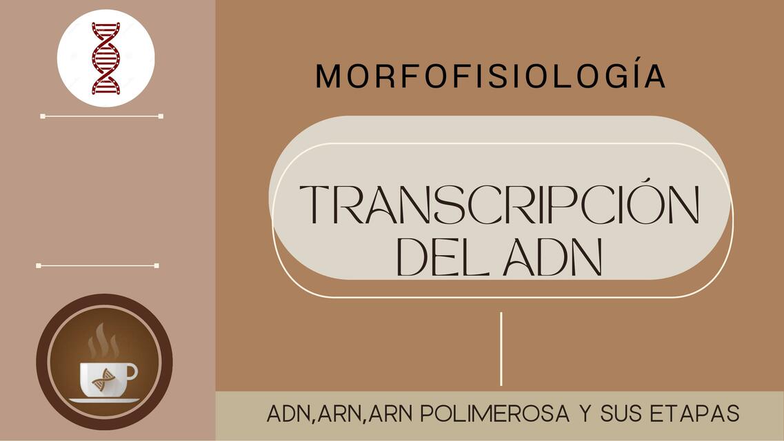 Presentación transcripción del adn