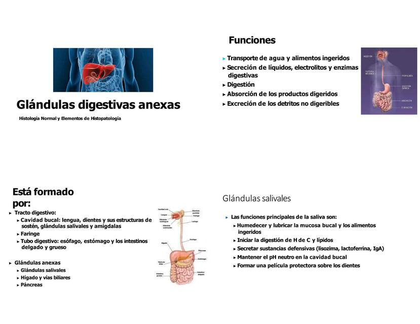 Glándulas digestivas anexas