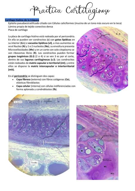 Histología muestras