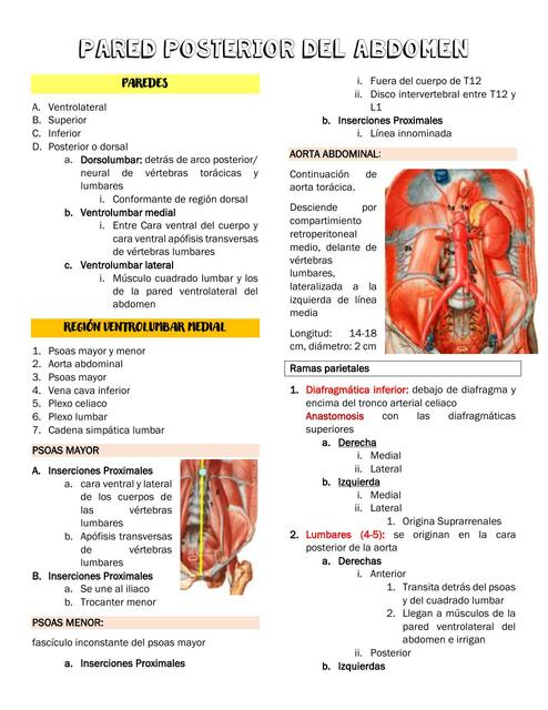 Anatomía Retroperitoneo