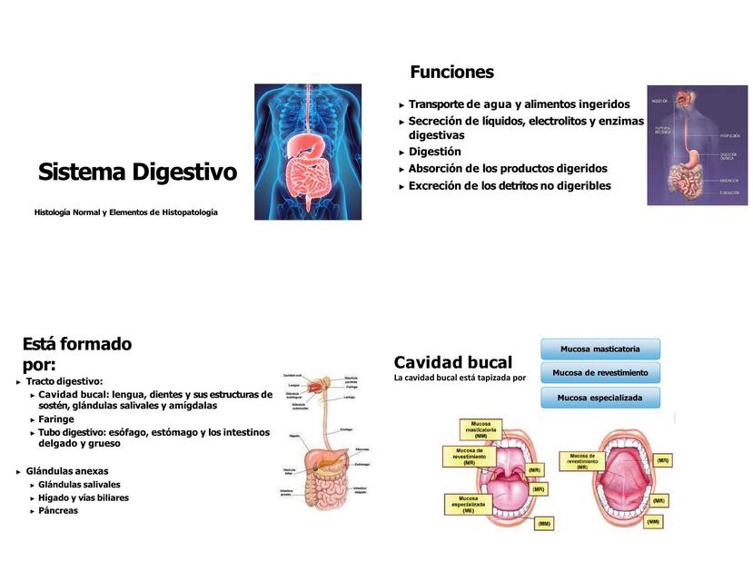 Sistema digestivo