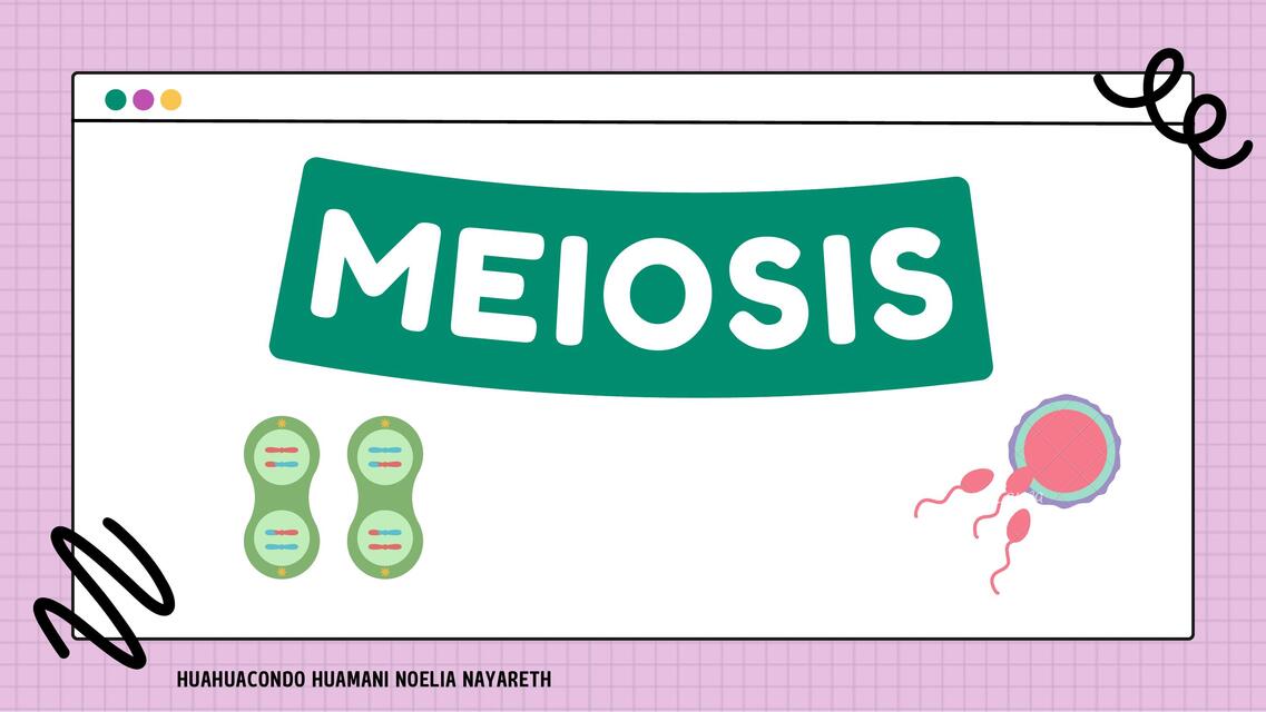 Meiosis 