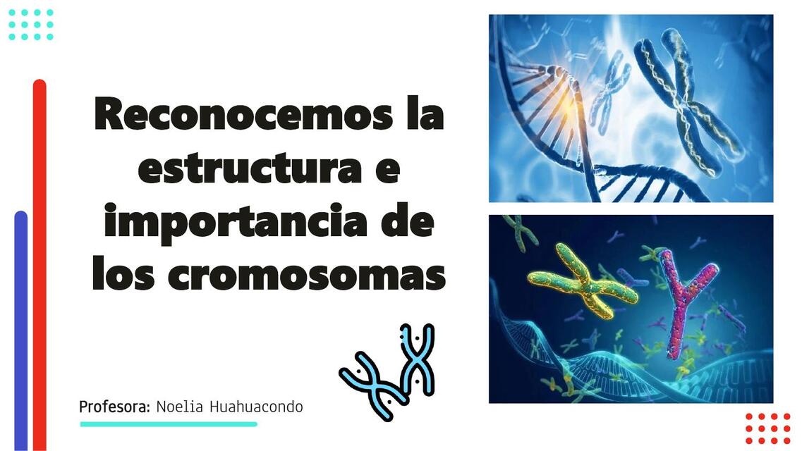 Reconocemos la estructura e importancia de los cromosomas 